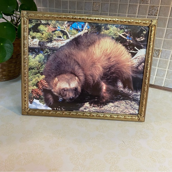 Vintage brass framed wildlife print of a beautiful wolverine wall hanging - Picture 2 of 5